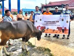 PT BUMA Jobsite Geo-Aje Serahkan Hewan Kurban untuk Desa Lingkar Tambang