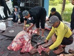 Petugas Kebersihan Kantor Bupati Tanah Bumbu Berkurban 8 Ekor Sapi