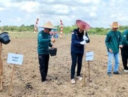 Program CSR PT Borneo Indobara, Kembangkan Sentra Jagung Pakan di Desa Jombang Satui