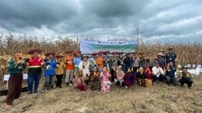 Desa Jombang Binaan PT Borneo Indobara Panen Perdana Jagung Pakan