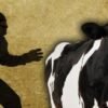 Polres Tanbu Amankan 2 Maling Ternak Sapi