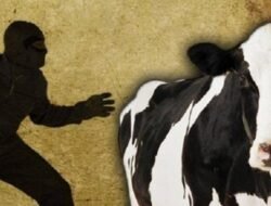 Polres Tanbu Amankan 2 Maling Ternak Sapi