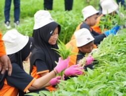 Education Trip CLC,PT Borneo Indobara Ajak Pelajar SD Mengenal Tanaman Hortikultura dan Ternak