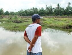 Pemkab Tanah Bumbu Tinggikan Tanggul, Petambak Kepiting Muara Pagatan Tak Lagi Cemas Air Pasang